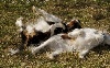  - Des chiots de Fanette et Caruso début Aout!