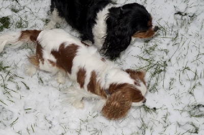 Des Lutins De La Saret - Première neige de Fanette et Gabie!