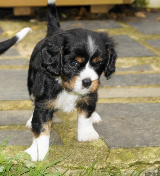 Des Lutins De La Saret - Cavalier King Charles Spaniel - Portée née le 05/08/2013